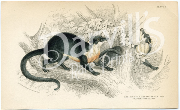 Galidictis JungleKey.fr Wiki